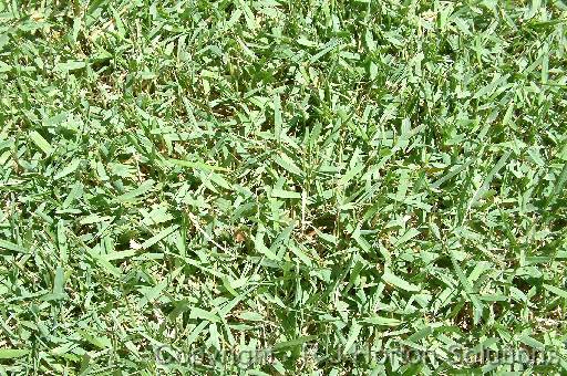 Lawn Empire Zoysia 